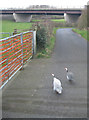 Guinea fowl on Cotton Lane