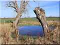 Trees and pond