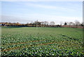 Root crop near Capel