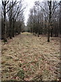 Ride through Coddimoorhill Wood