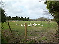 Winfrith Newburgh, geese