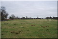 Field near Ickham