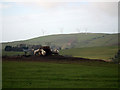 Sheep feeding on Banc Tynewydd