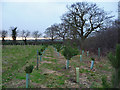 Tree planting by Codham Hall