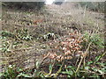 Zigzag Path, Selborne Hanger