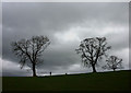 Trees above Luz Beck