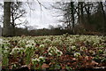 Butterbur a gogo at Altyre