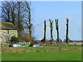 Pollarding trees, Fovant