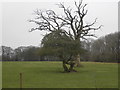 Trees near Woodlands Farm