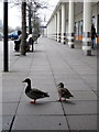 Ducks come shopping