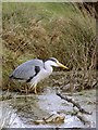 Hunting for frogs - Heron at Bishop