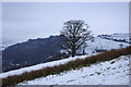 SE0025 : A lone tree below Daisy Bank, Mytholmroyd by Phil Champion