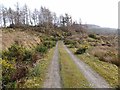 Forest track at Melldalloch