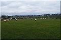 Sheep Grazing near Pennymore Farm