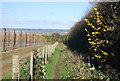 Footpath by a hop field