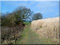 Footpath through the cornfield