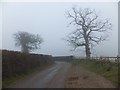 SX8878 : Trees in the mist by Lower Dunscombe Farm by David Smith