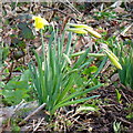 Narcissus pseudonarcissus