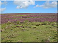 NY9451 : Bulbeck Common south of Longman's Grave by Mike Quinn