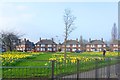 Spring Daffodils - Mersey Bank Avenue