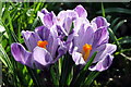 Crocus