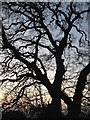 Old Tree in the grounds of YHA Hartington Hall