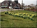 Daffodils in Golding Lane, Mannings Heath