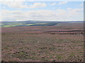 NY9452 : Bulbeck Common south of Haugh Edge by Mike Quinn