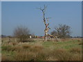 River Wey water meadows