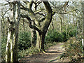 Path in Lesnes Abbey Woods