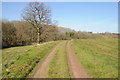 Track passing a tree in the Leadon valley