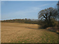 Field by Fox Cottages