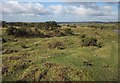 Moorland on Wigford Down