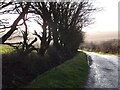 Trees beside the road at Trewollack 