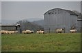 South Somerset : Sheep Grazing