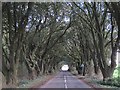 Tree lined road