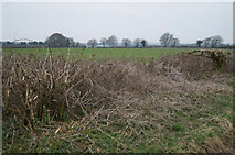 SU6046 : Fields by Nutley Lane by Mr Ignavy