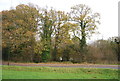 Trees by Isfield Mill Pond