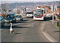 Just Swanning Along In Blackburn [1]