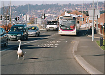 SD6928 : Just Swanning Along In Blackburn [1] by Tom Howard