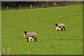 West Somerset : Sheep Grazing