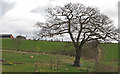 Crouch Valley Meadow: Natural Burial Ground