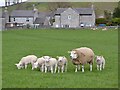 Early lambs at Litton