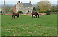 SP7014 : Horses at Hill Farm by Graham Horn
