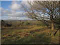 Roborough Down