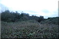 Scrubland, Bothenhampton Nature Reserve