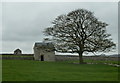 Field with barns and tree