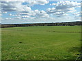 Polo fields at Witley Farm