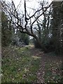 A strip of woodland in a modern estate