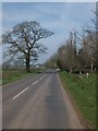 A tree beside the road to Halberton